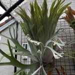 貯水葉の復活劇...