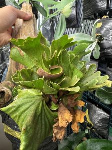 リドレイ・シルベリーの胞子嚢。