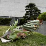 100株のビカクシダを運ぶ人たち。