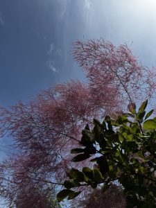 スモークツリーの開花。