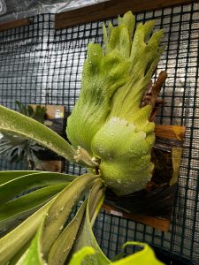 タコがタッコタコ。