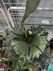 PANE1の分岐がえっぐい。２