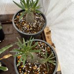 実生多肉を植え替えた。