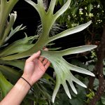 雨の日のビカクシダ美しい。