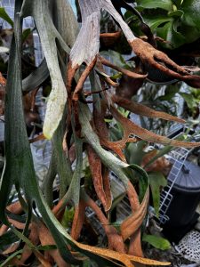 発芽しないのにも関わらず。