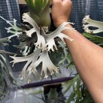 実は持っていたYMDs