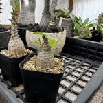 冬越し失敗したウィンゾリー。