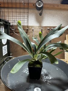 不思議な個体を愛でてみたい。