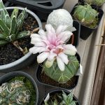 100均サボテンの開花。