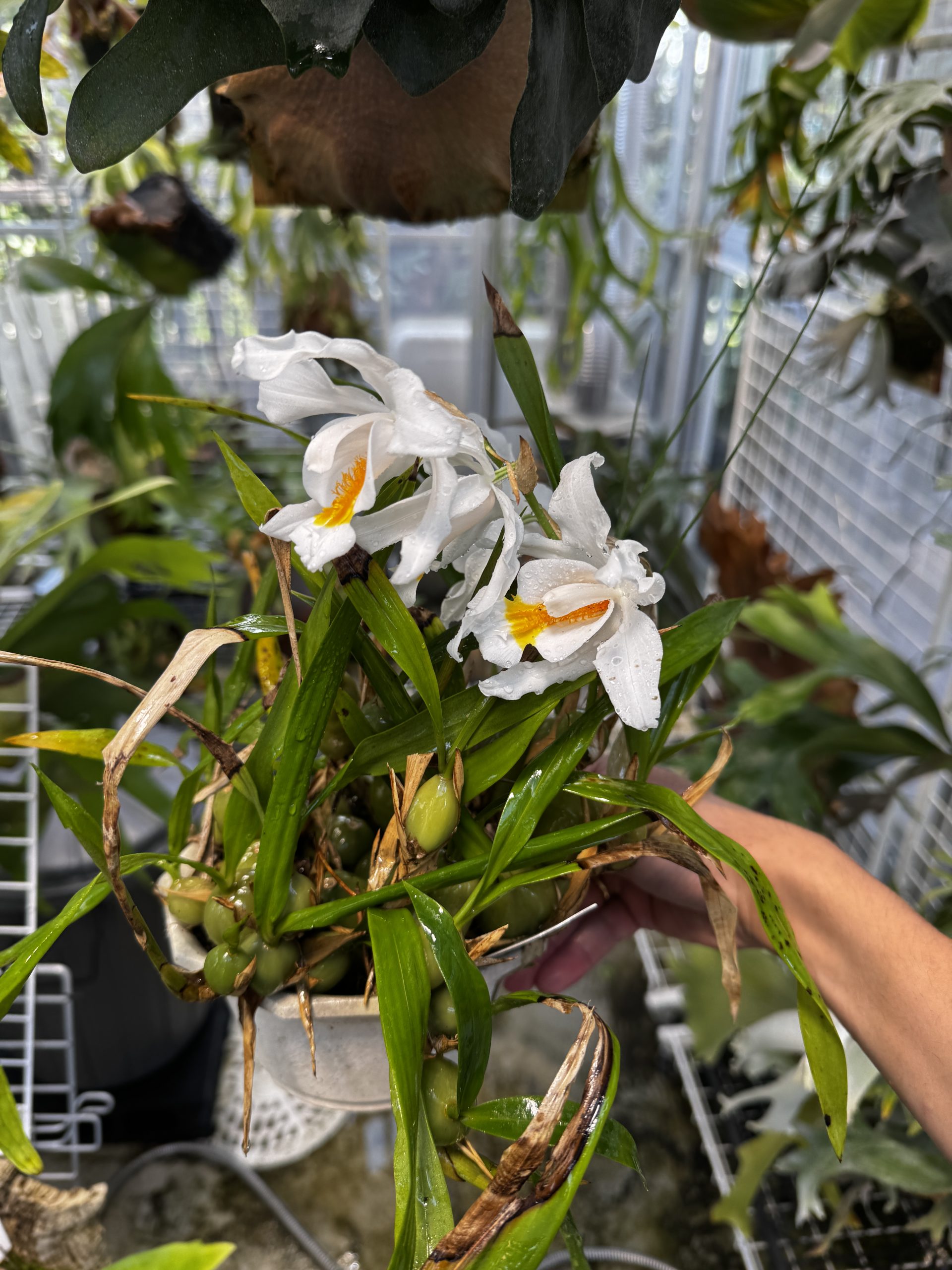 セロジネの開花。