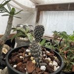 黒サボテンの発根後。