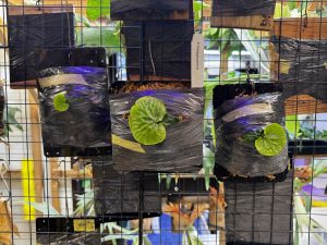 マダガスカリエンセで着生材実験をしてみる。