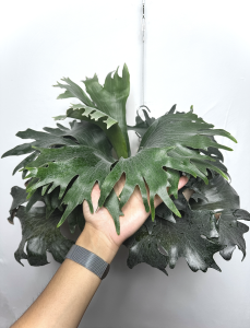 PANE1の分岐がえっぐい。３