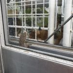 温室の守り神。