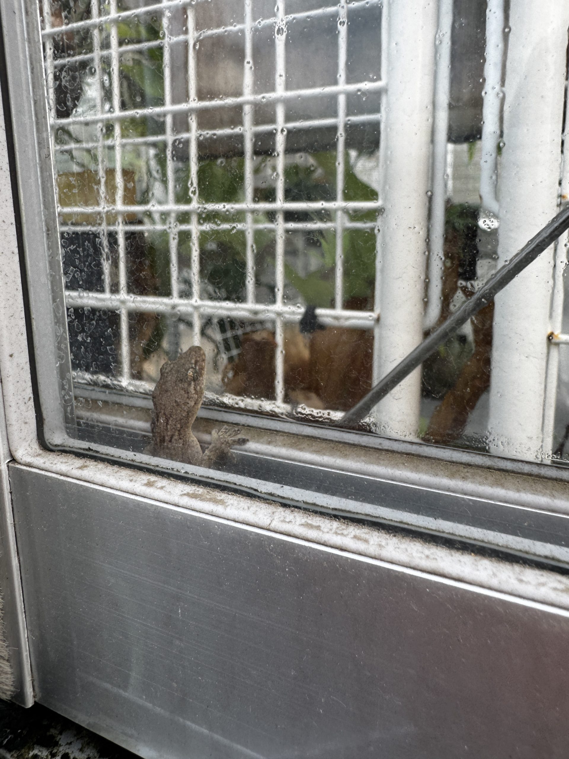 温室の守り神。