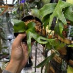 種類個体によって様々。