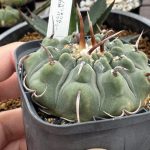 ギムノの棘がすっごい。