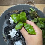 ネザランスポアに思うこと。