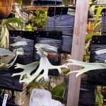 ひめいかたこの子株。