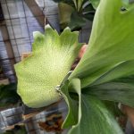 ヒリーとベイチーが混ざり合う。