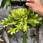 リドレイのスポア色々。