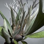 ARsが覚醒しそう