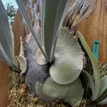 ARsが覚醒しそう。2