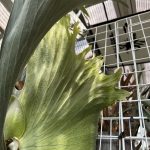 攻撃的なビカクシダ。3