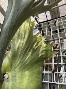 攻撃的なビカクシダ。３