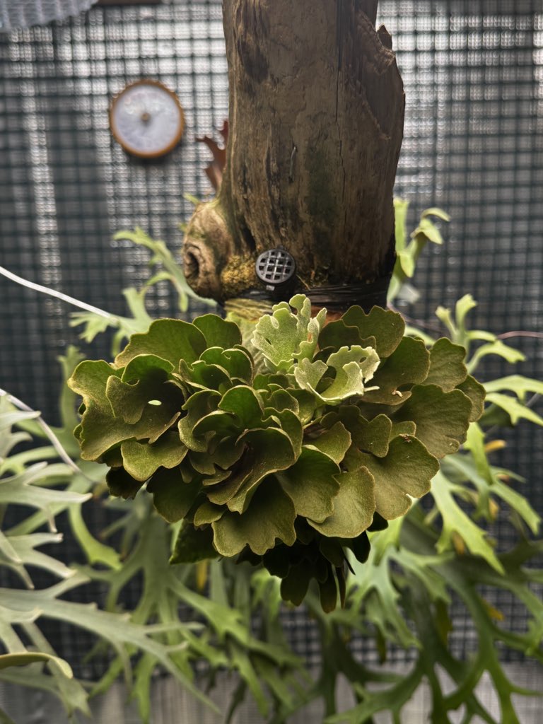 リドレイ・シルベリーがめっちゃ可愛い。