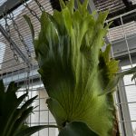 ビフル系セレクトの貯水葉。