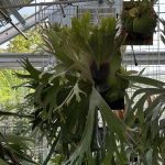 毎日ミストを浴びていたイカ。