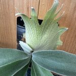 うに。が見たい。