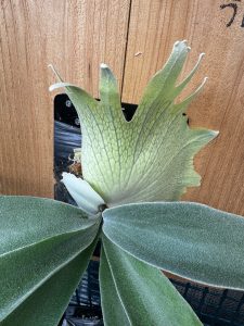 うに。が見たい。