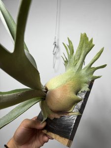 veitchii系統の貯水は下が狭いがイイ。