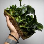 ビカクブロックが出来た。