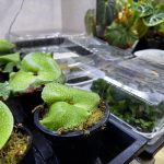 前葉体と胞子体の常湿化。