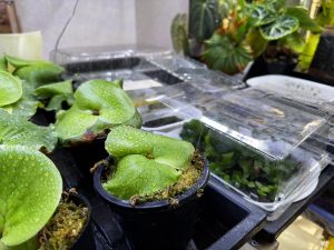 前葉体と胞子体の常湿化。