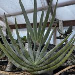 アロエが可愛いな。