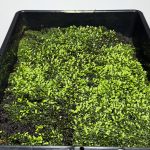 イエロームーンの胞子培養。