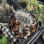 ゆっくりだから可愛い黒団扇サボテン。