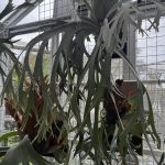 P. willinckii (FRK-深爪)の記録。6