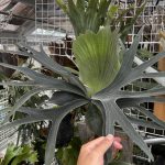 攻撃的なビカクシダ。５