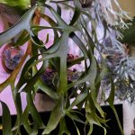 コロナリウムもくりくりよ。