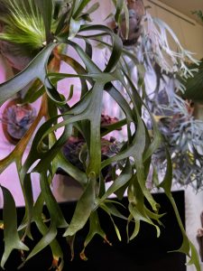 コロナリウムもくりくりよ。