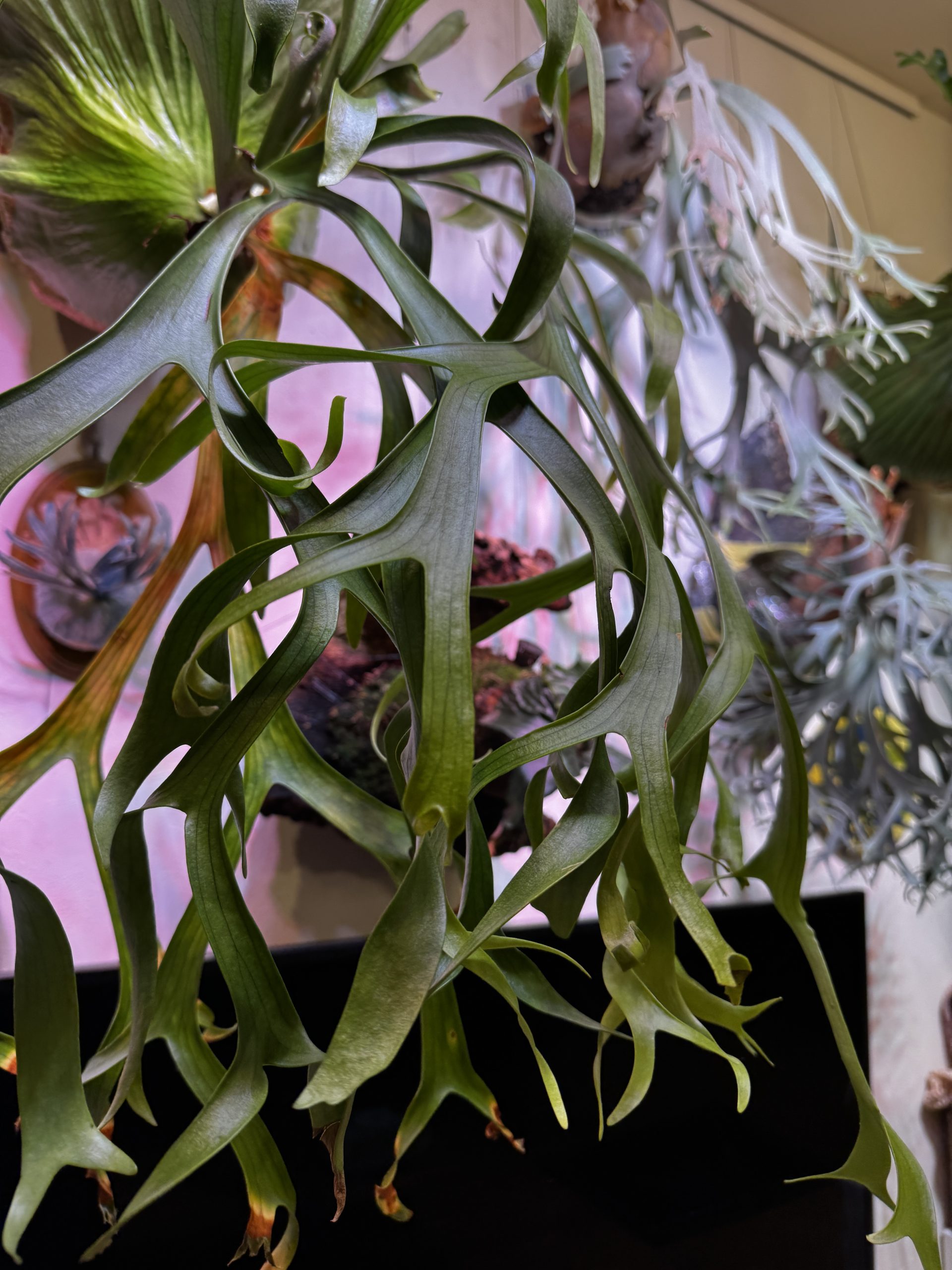 コロナリウムもくりくりよ。