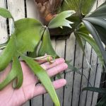 くりくりウィリンキー。