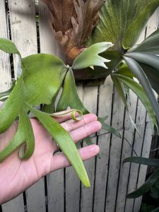 くりくりウィリンキー。