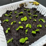 まだまだ植える...