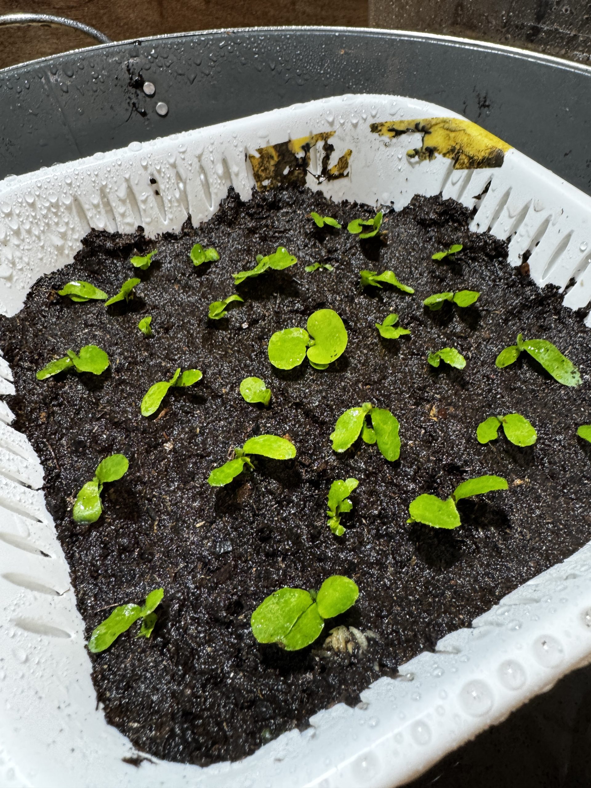 まだまだ植える...